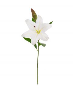 Liljanoksa valkoinen 52cm