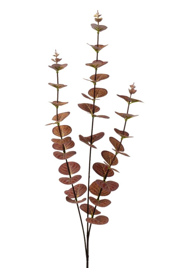 Eukalyptus 63cm - Kuva 2