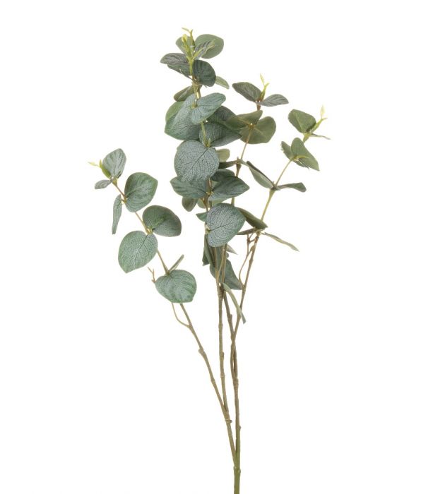 Eukalyptus 82cm