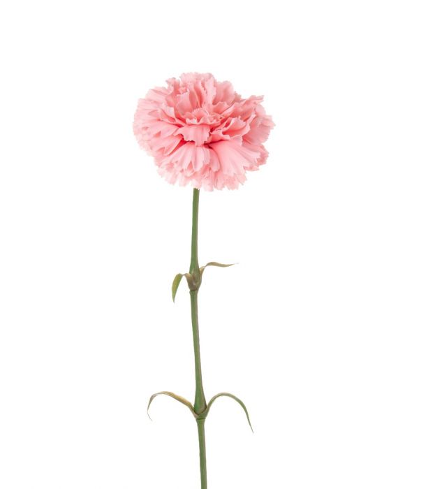 Neilikka pinkki 60cm