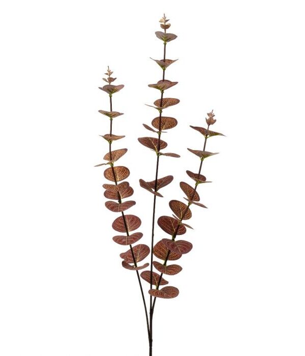 Eukalyptus 63cm - Kuva 1